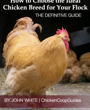 Great chicken breed information!