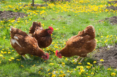 Hens foraging in pasture with dandilions. 