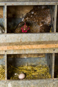 Hen in Nest Box