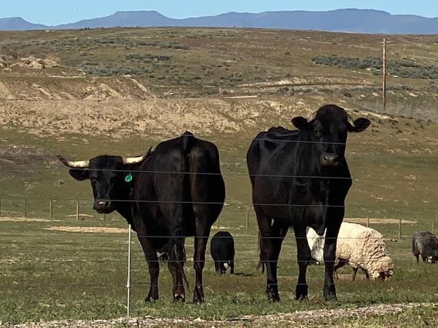 Our black cow and the steer I dubbed "Bones" pose for the camera
. 